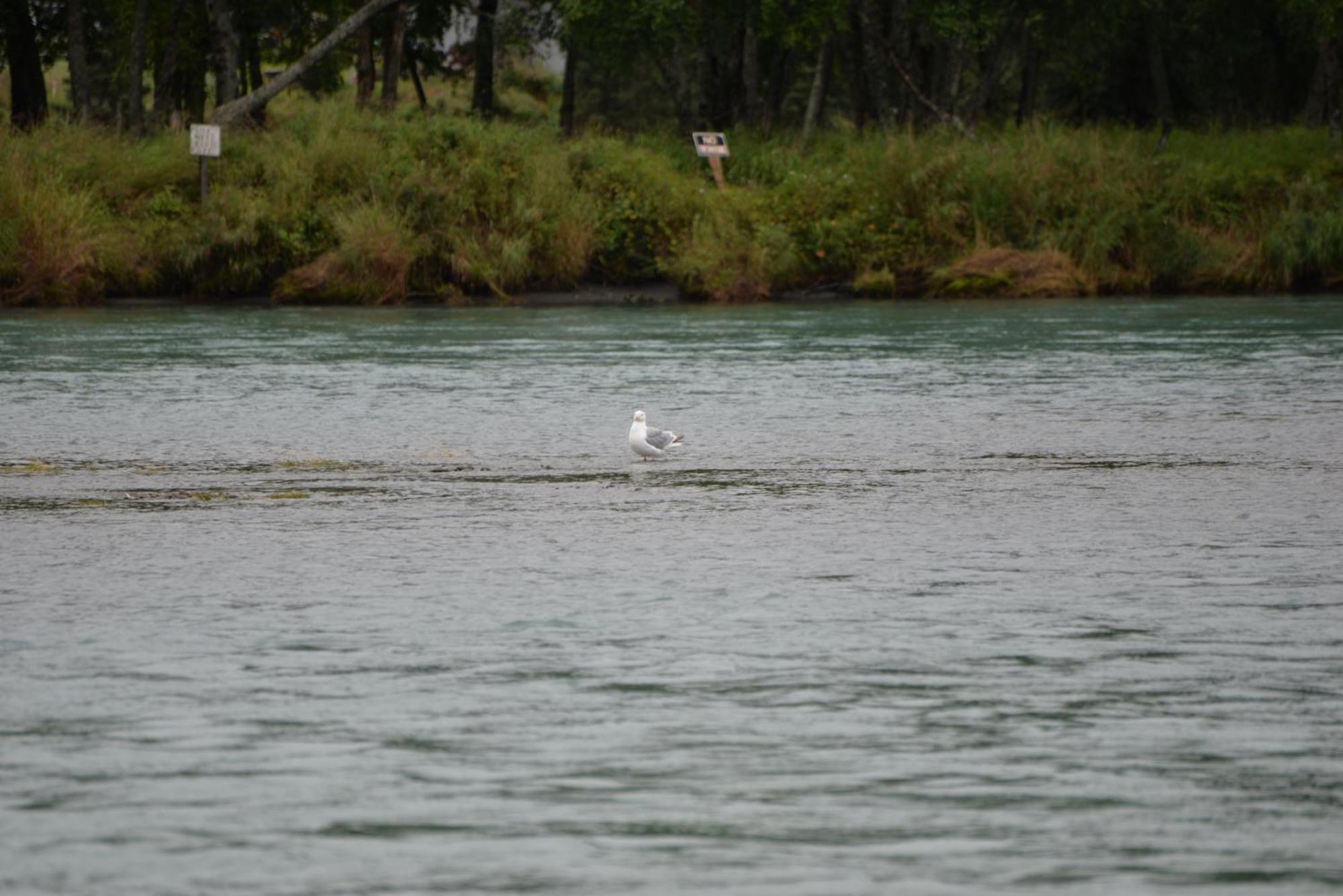 Salmon Catcher Lodge Kenai Eksteriør billede